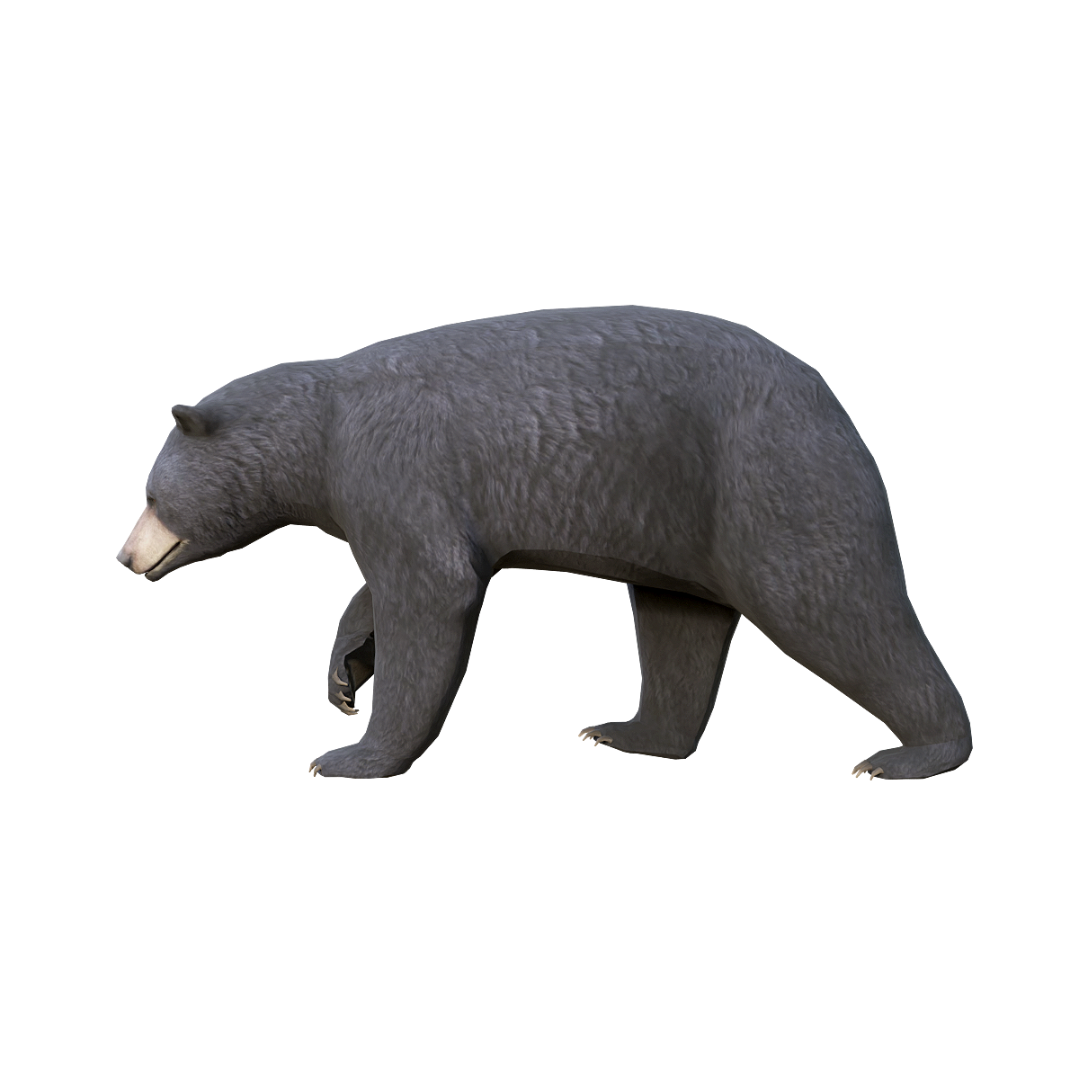 Black Bear (Male) 3D Animation Model