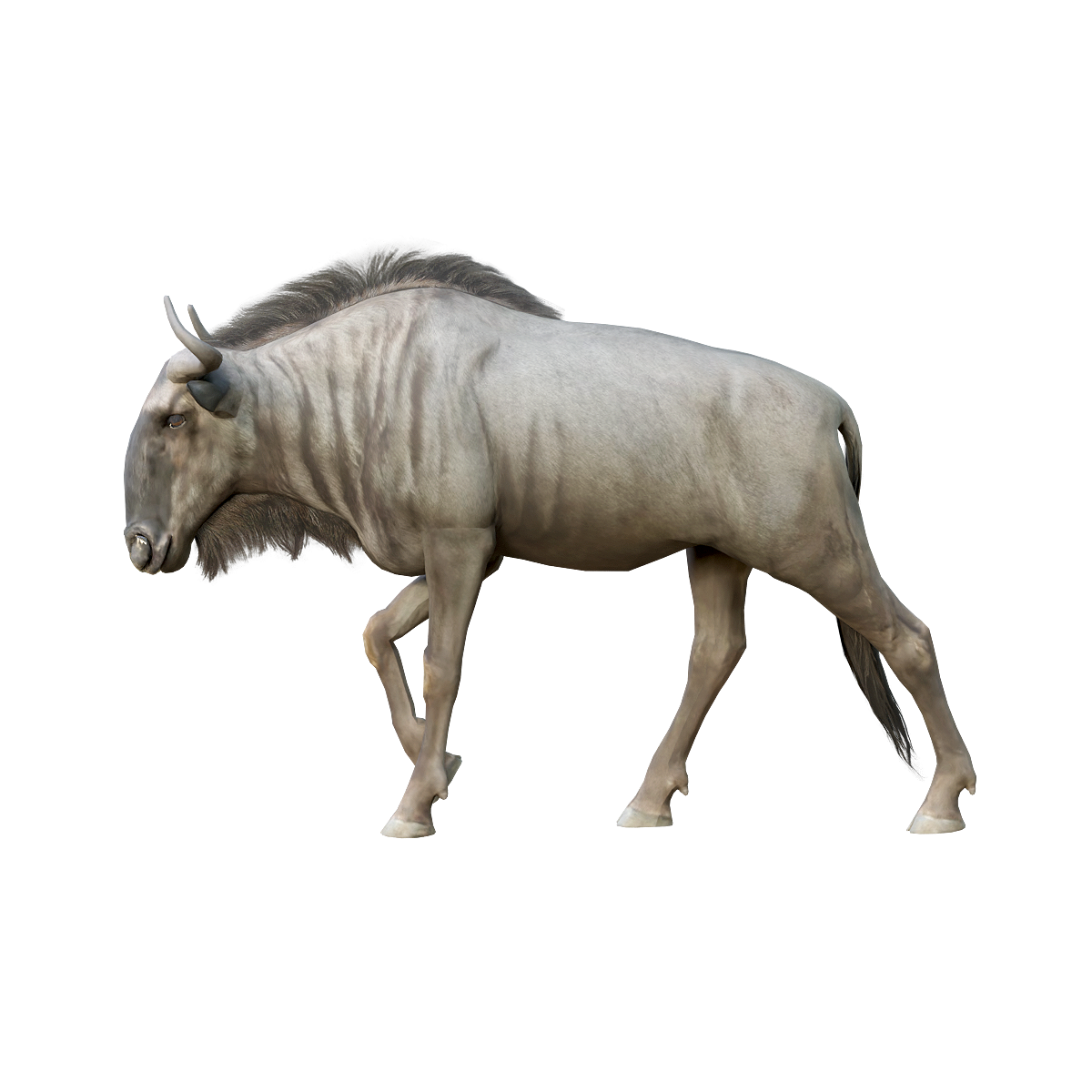 Blue horned horse (male) 3D model animation