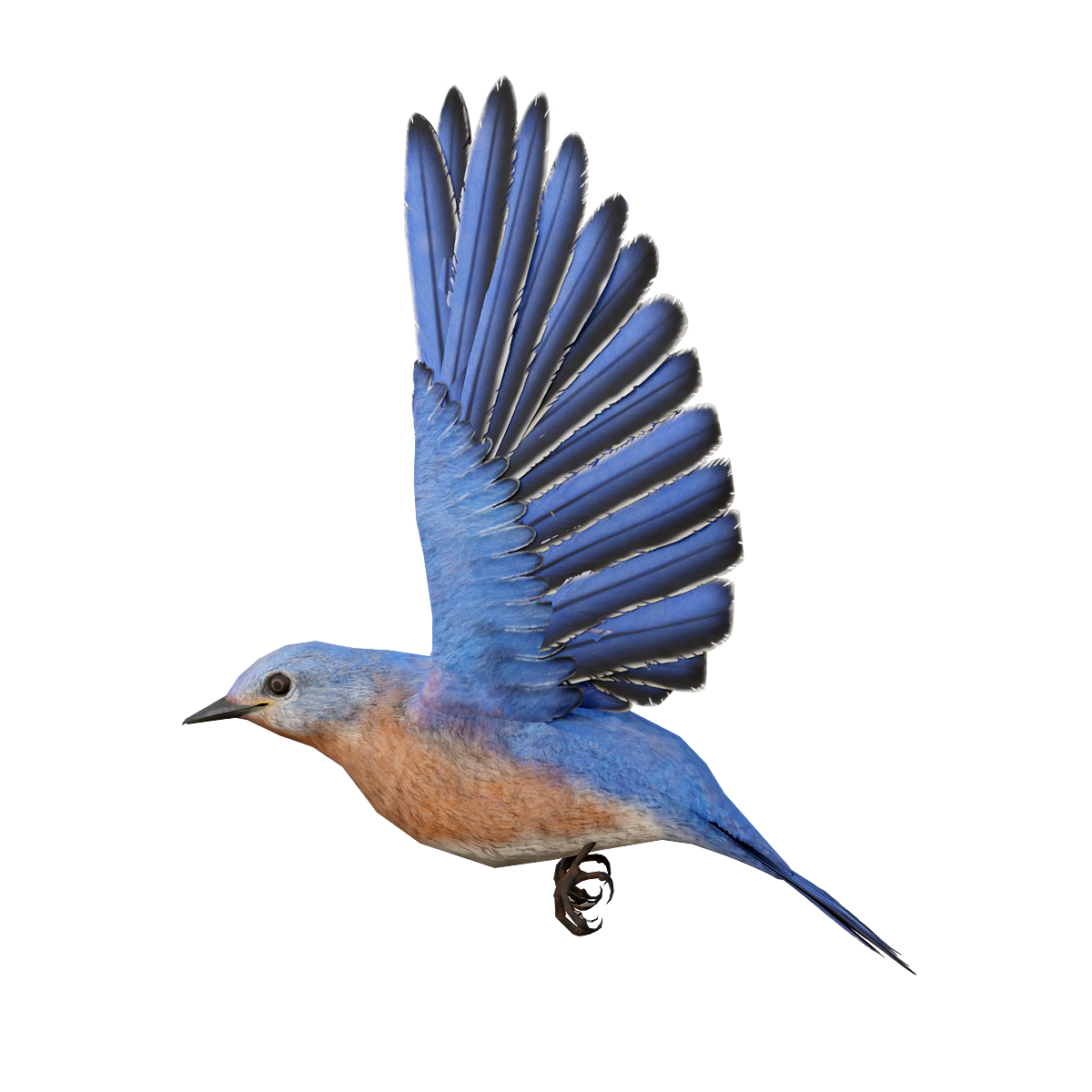 Bluebird 3D model with animation