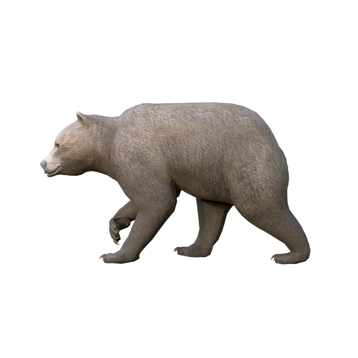 Brown Bear (Female) 3D Model Animation