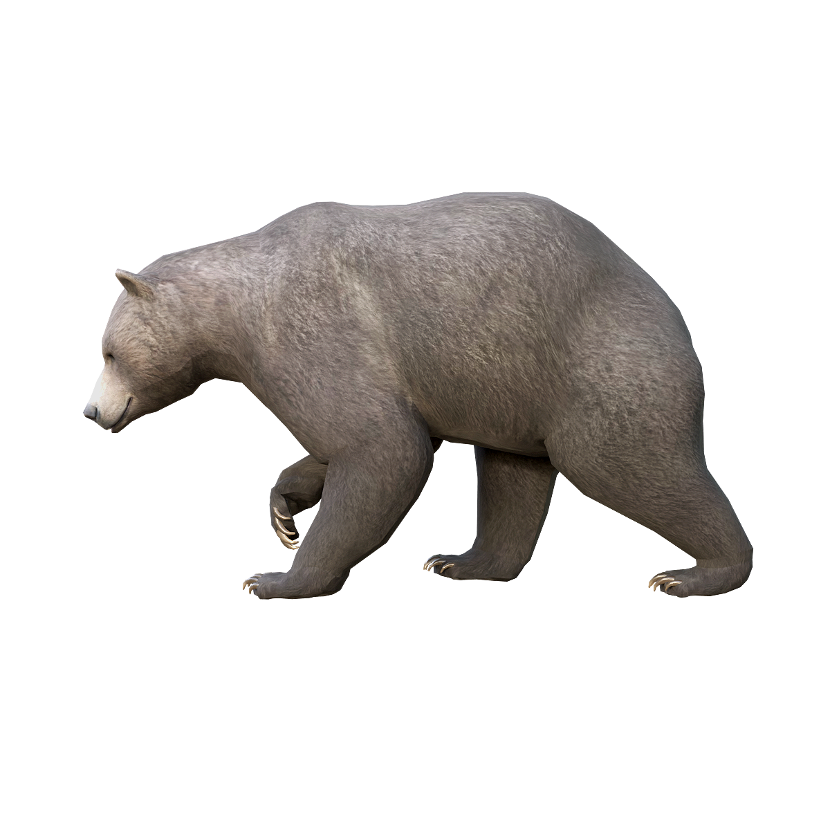 Brown Bear (Male) 3D Model Animation