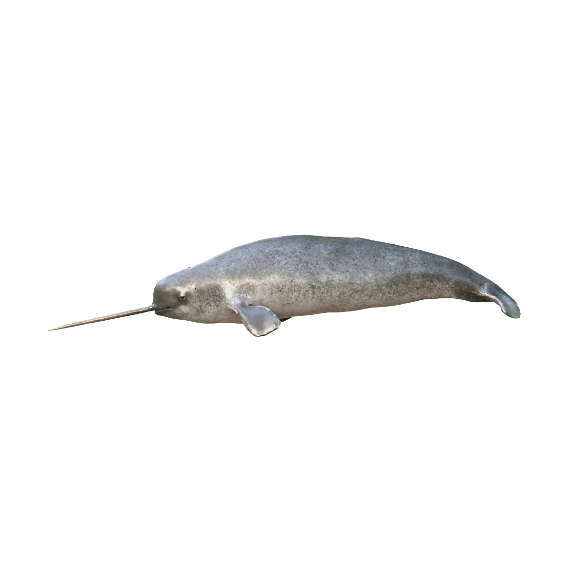 One horned whale (with 3D animated model)