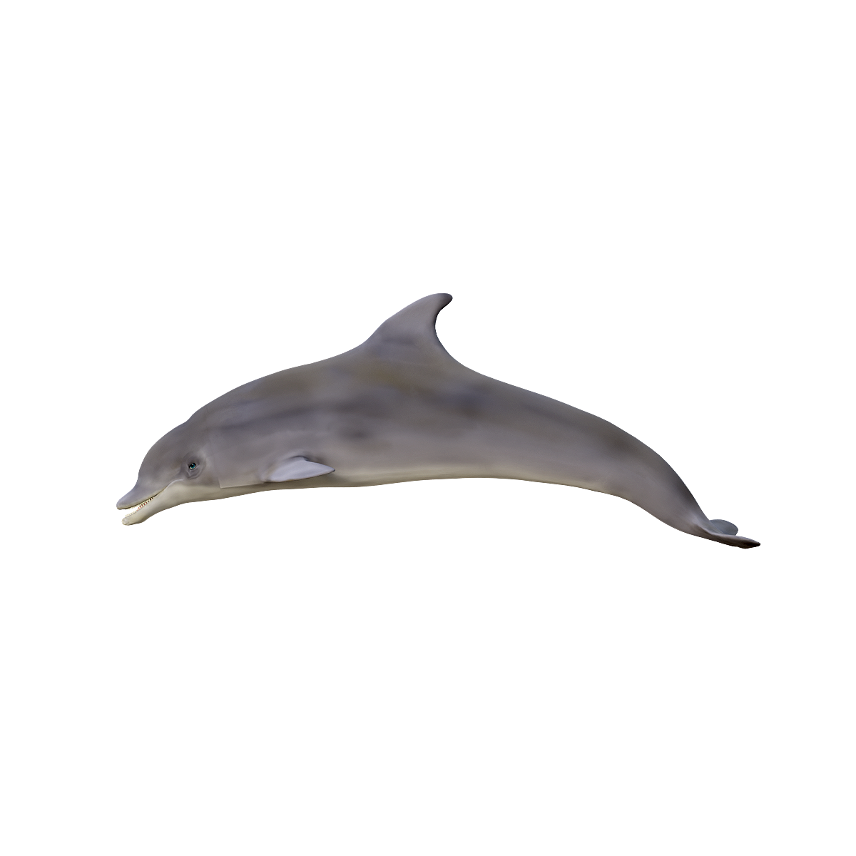 3D Animation Model of Bottlenose Dolphin