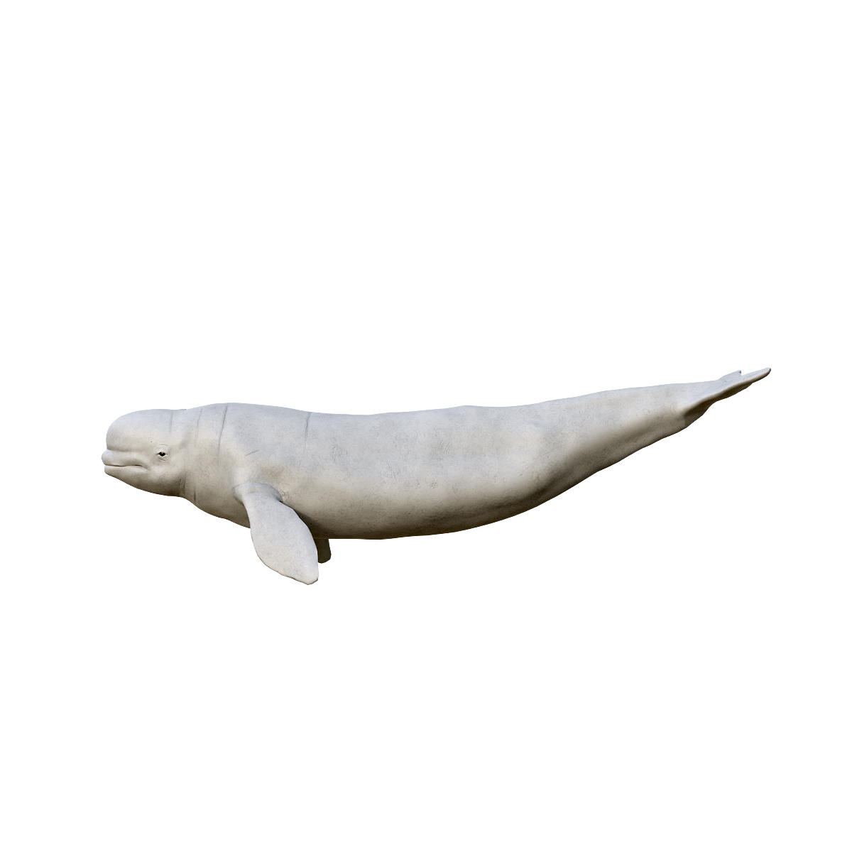 White Whale (with 3D Animation Model)