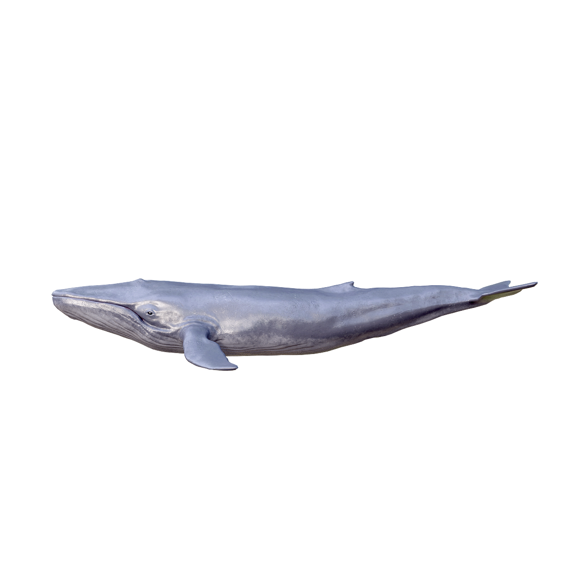 Blue Whale (with 3D animated model)