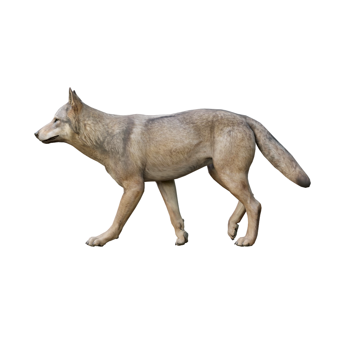 Grey Wolf (Male) 3D Model Animation