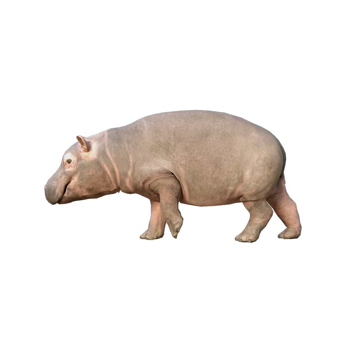 Hippopotamus (cub) 3D model animation