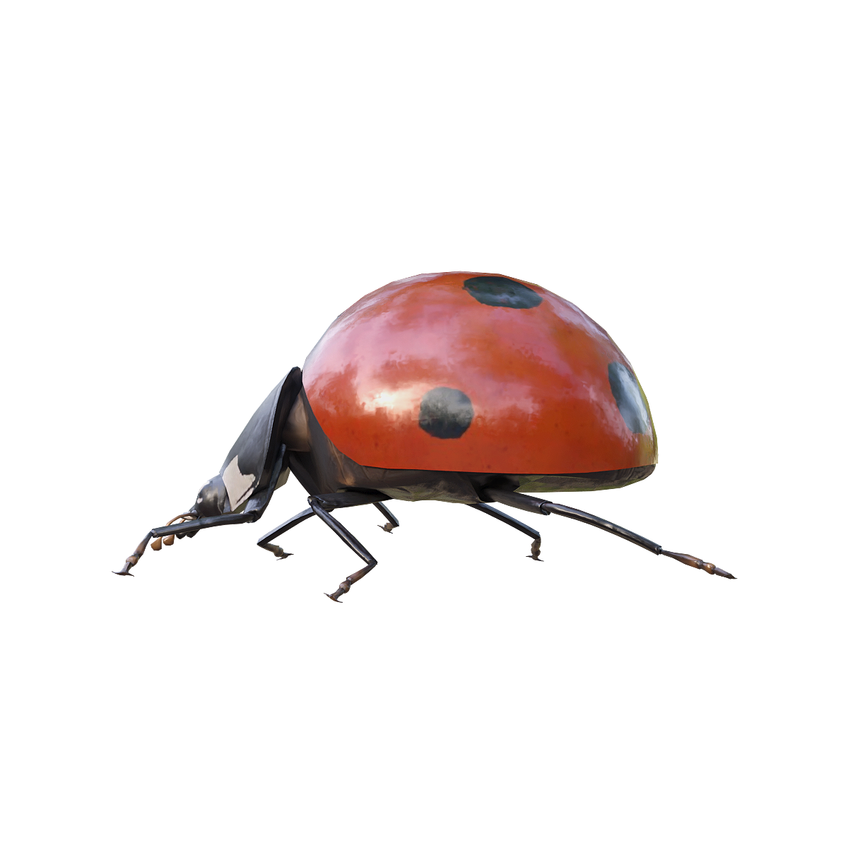 Ladybug (with 3D model animation)