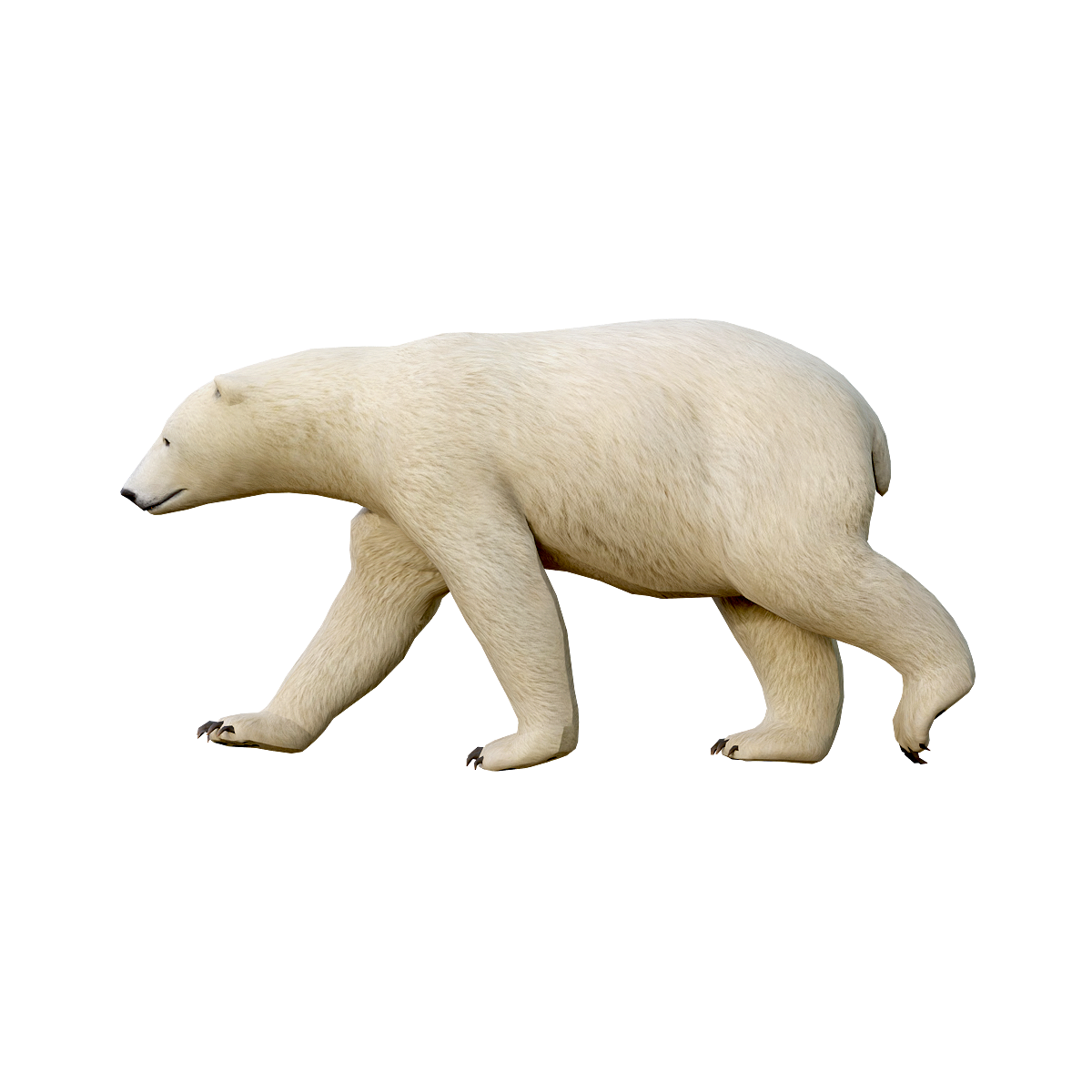 Polar Bear (Female) 3D Animation Model