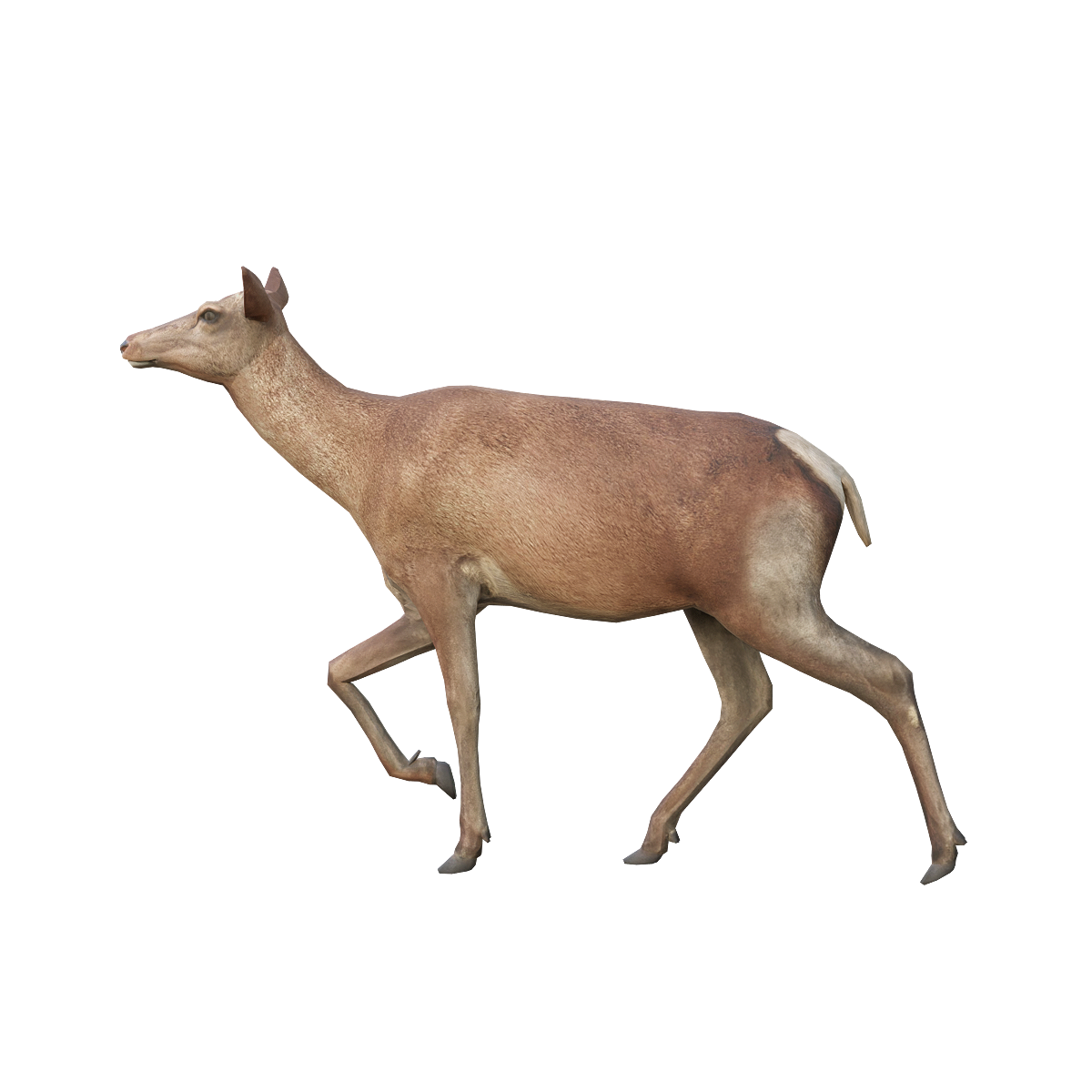 Red Deer (Female) 3D Animation Model
