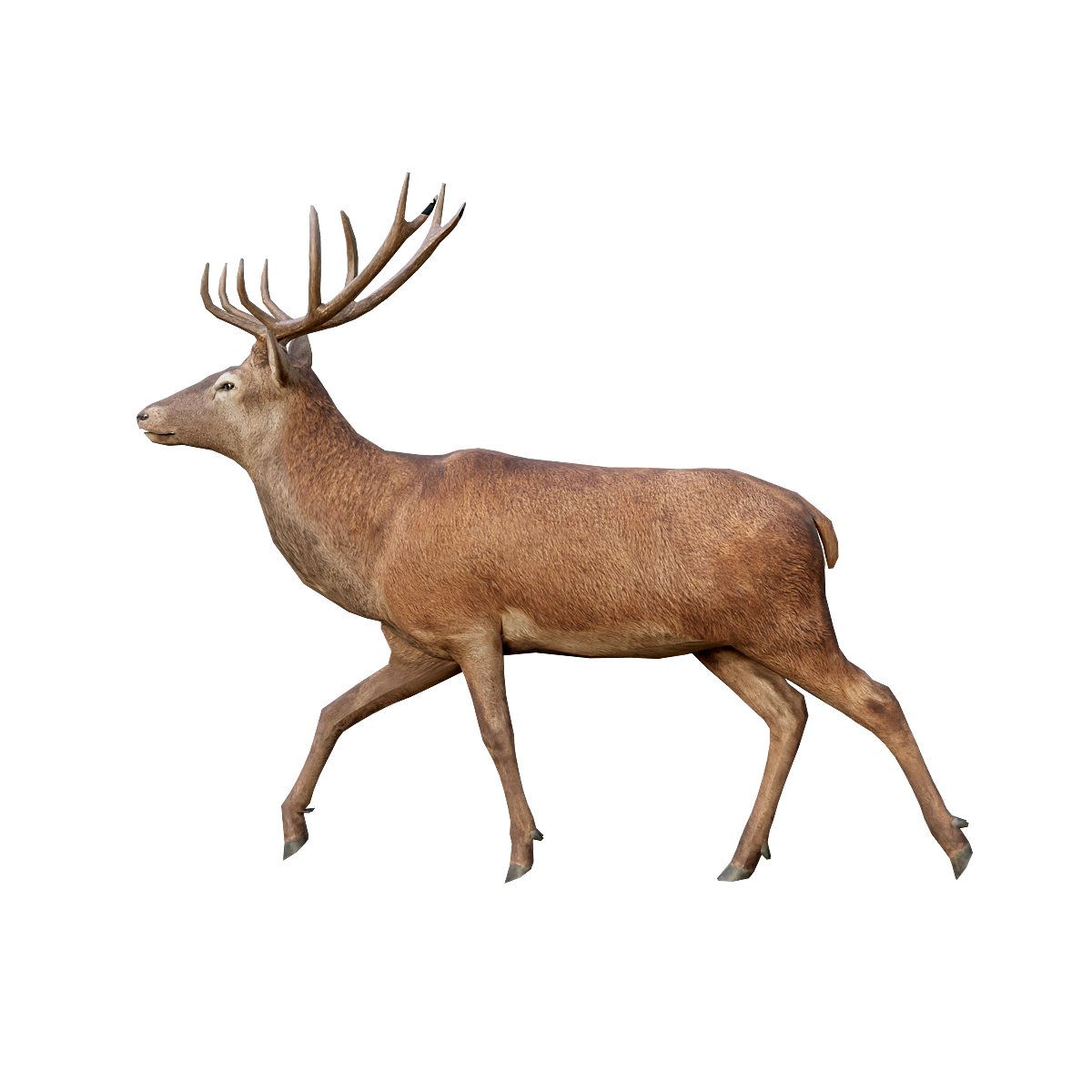 Red Deer (Male) 3D Animation Model