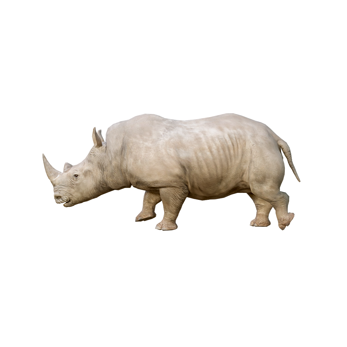 White Rhinoceros (Male) 3D Model Animation