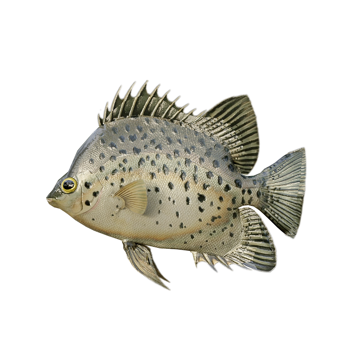 Money Fish (with 3D animated model)