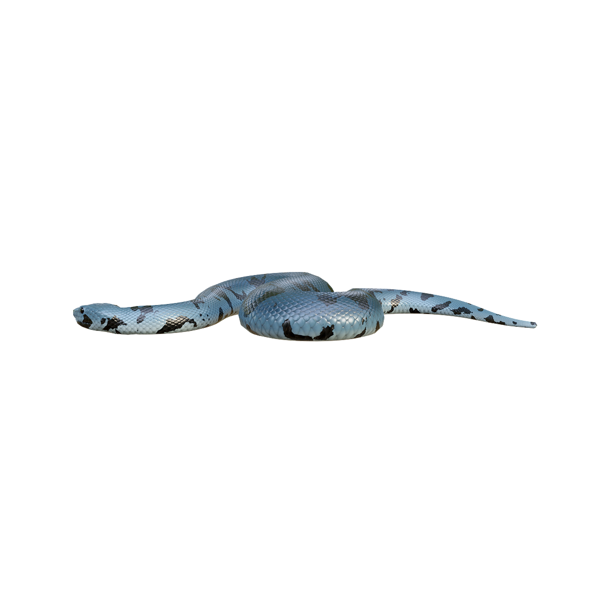 Python (with 3D animated model)