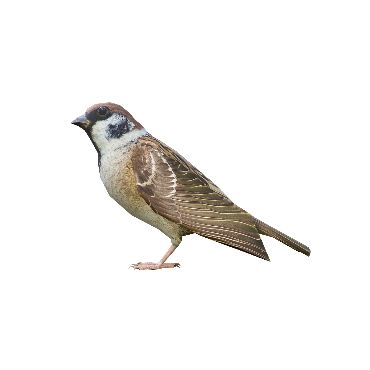 Sparrow 3D Model Animation