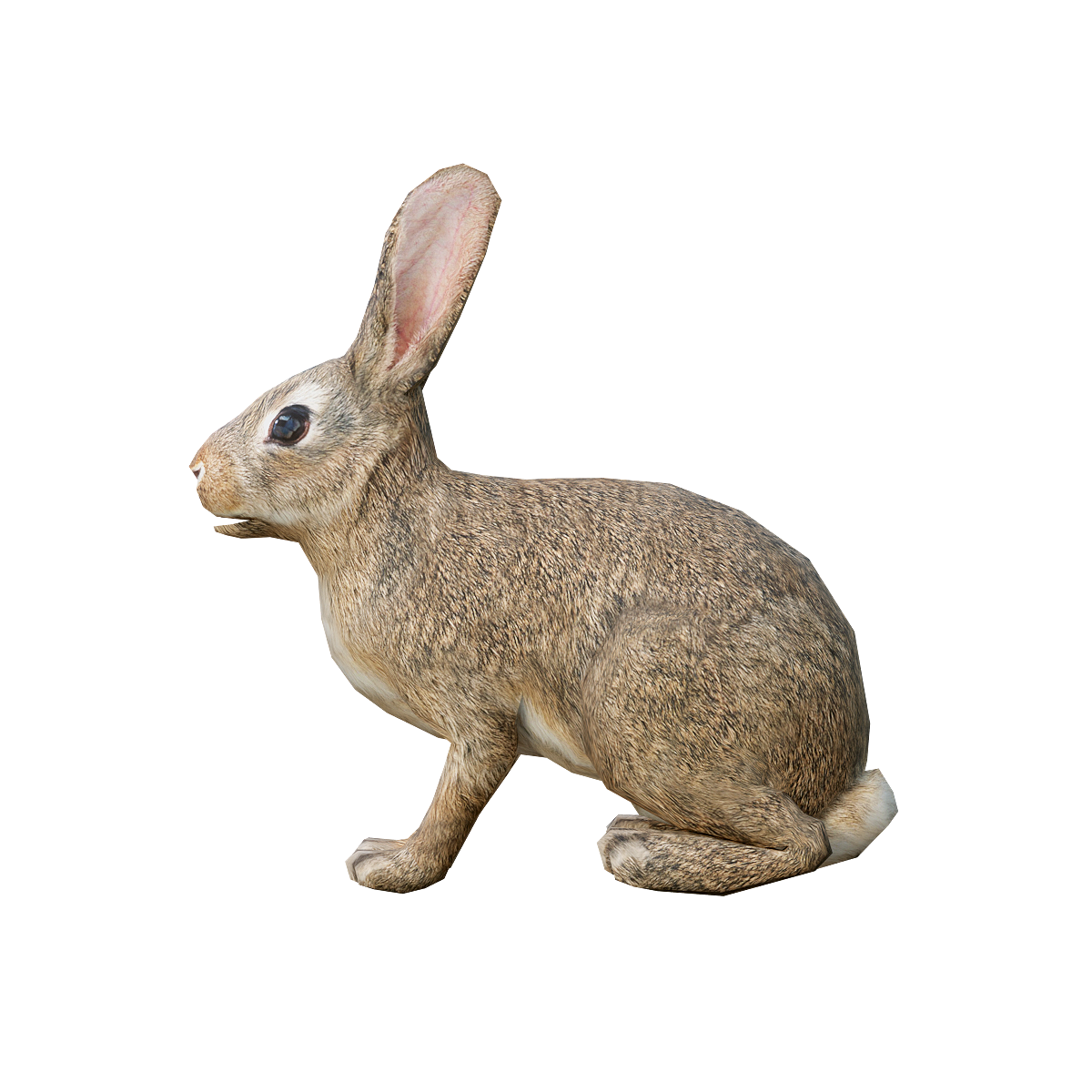 Rabbit (with 3D animated model)