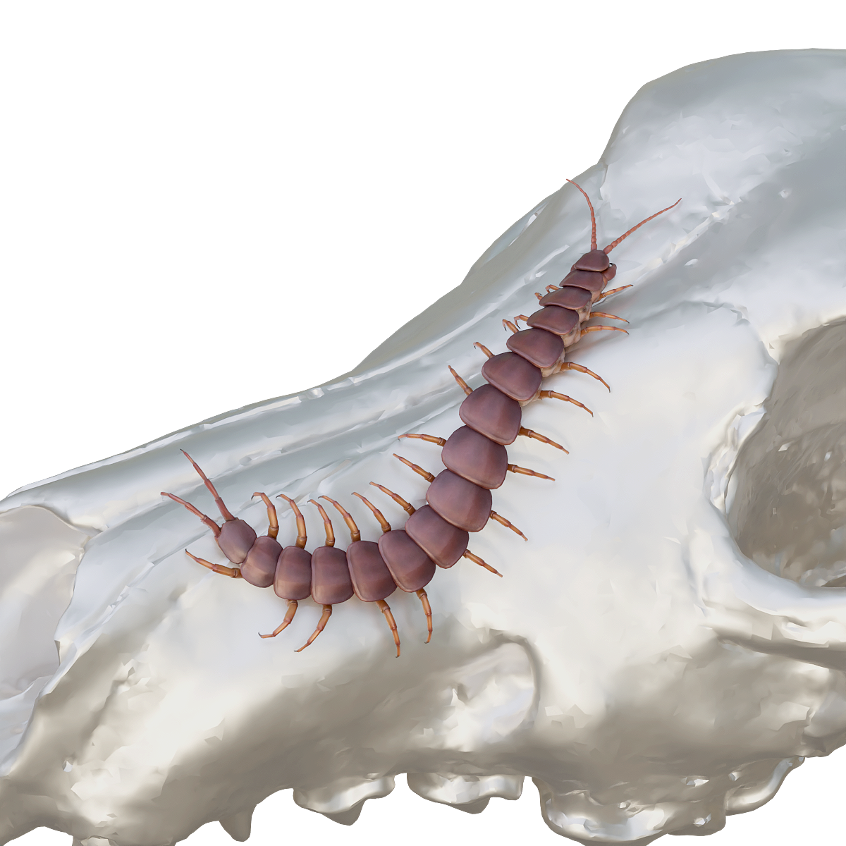 Amazon Giant Centipede (with 3D animated model)