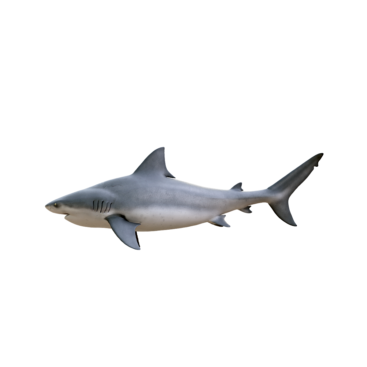 3D animation of bull shark model