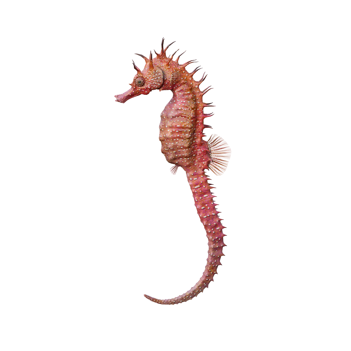 Haima 3D model animation