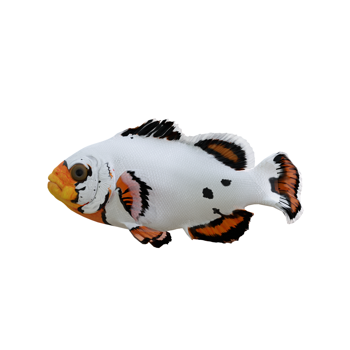 Clown Fish 3D Animation Model