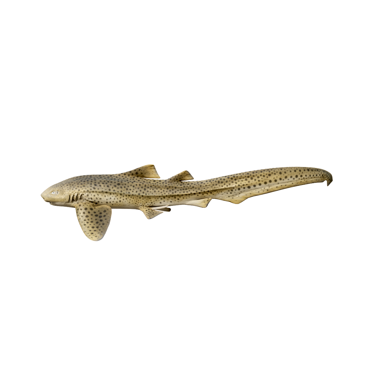 Leopard shark (with 3D animated model)