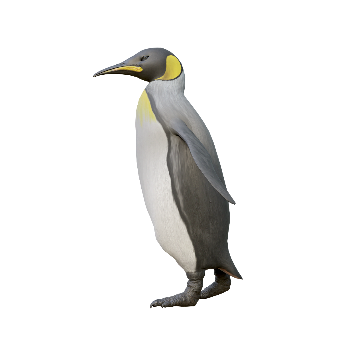 Emperor Penguin 3D Model Animation