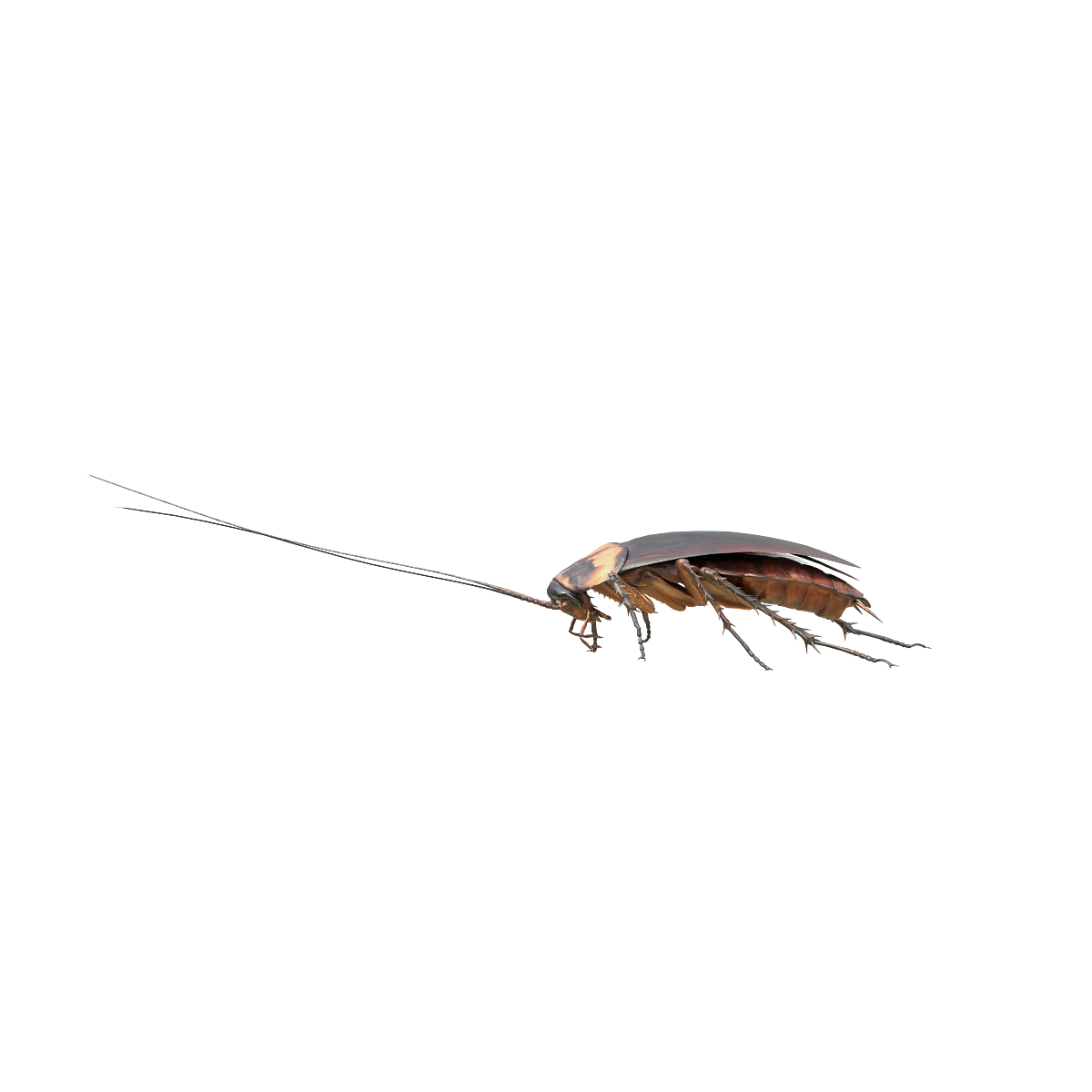 American cockroach (with 3D animated model)