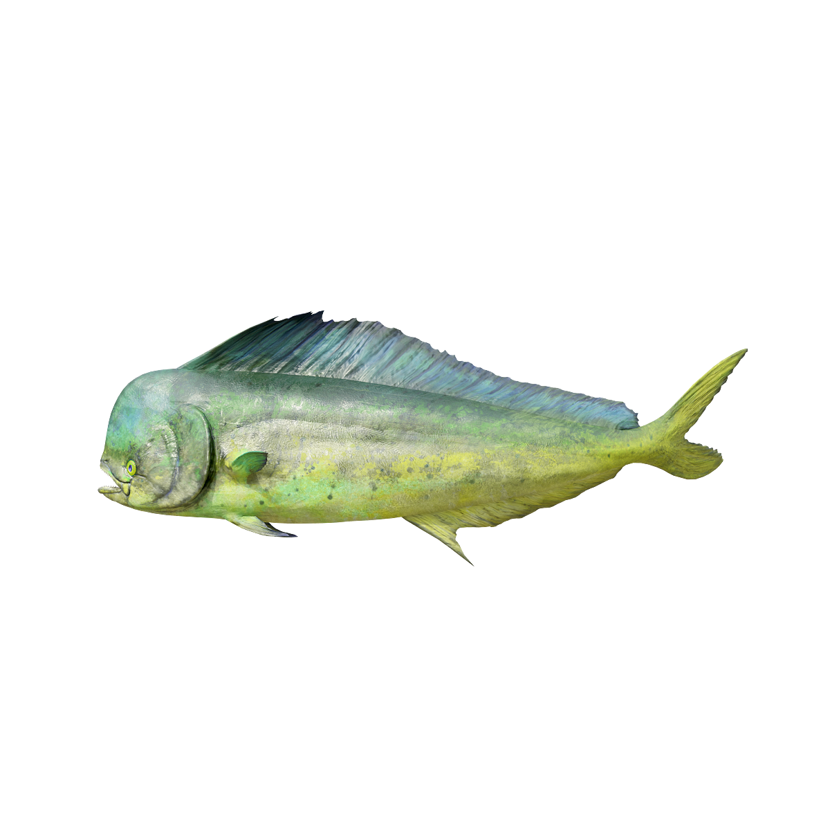 3D animation model of loach