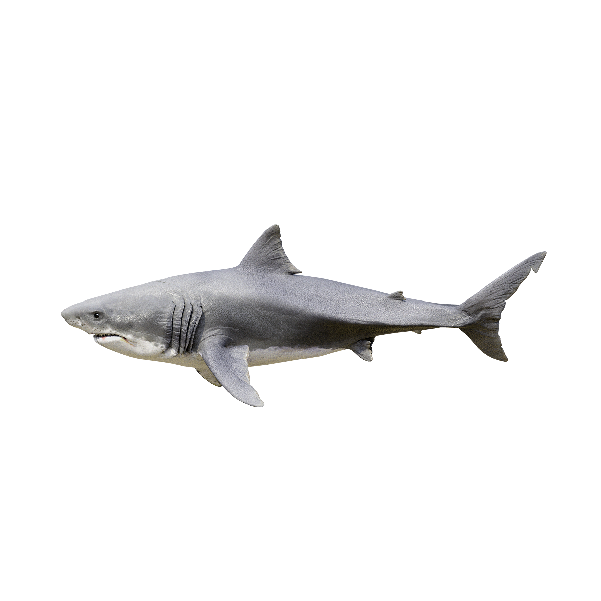 Great White Shark (Female) 3D Model Animation