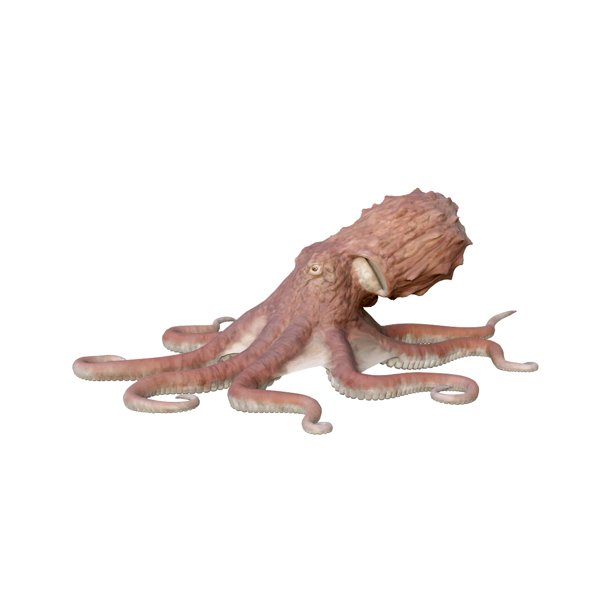 North Pacific Giant Octopus 3D Model Animation