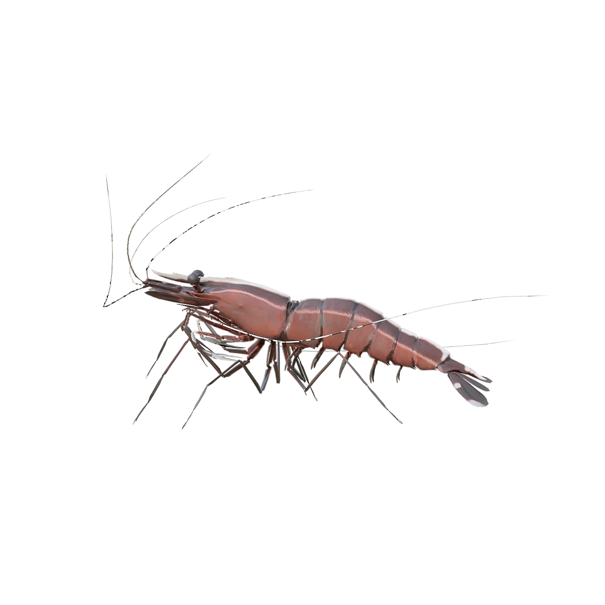 Clean shrimp (with 3D animated model)