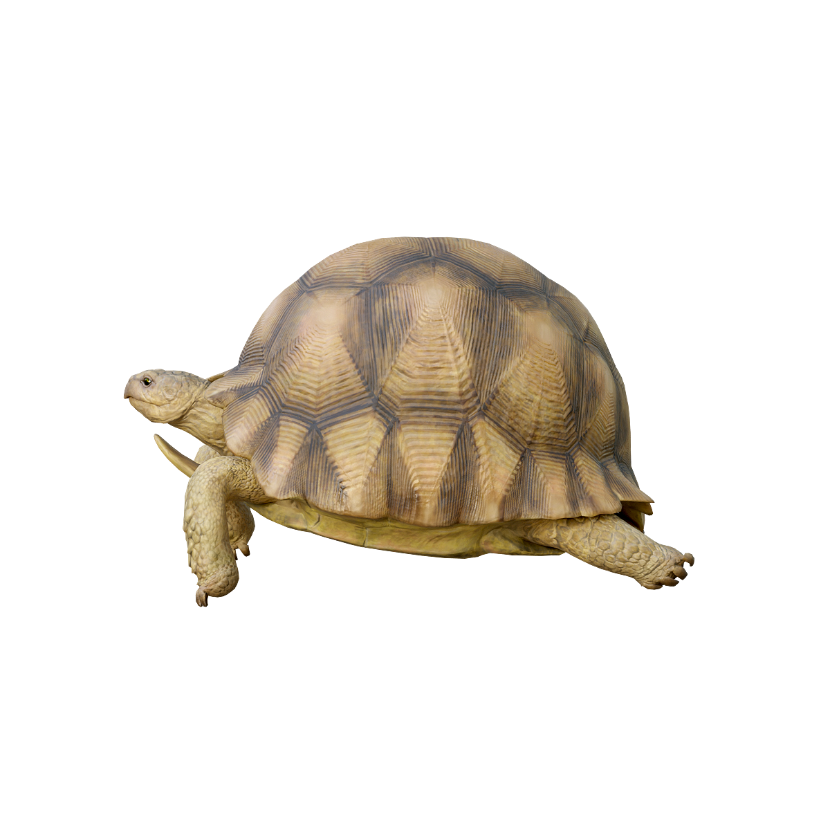 Madagascar Land Turtle 3D Model Animation