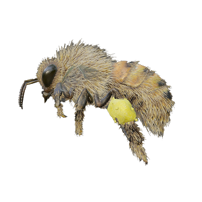 Worker bee (with 3D model animation)