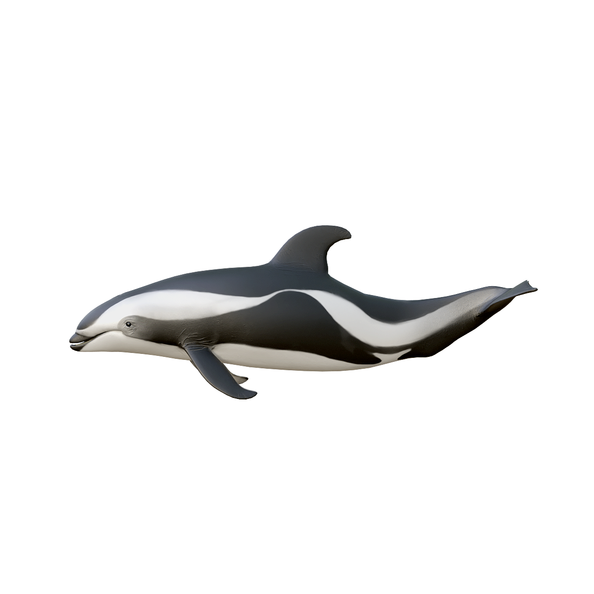 Hourglass Spotted Dolphin 3D Model Animation