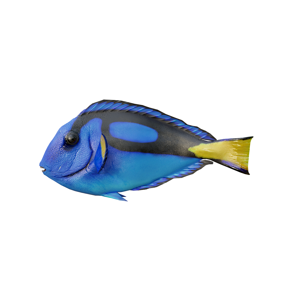 3D animation model of the simulated spiny tailed snapper