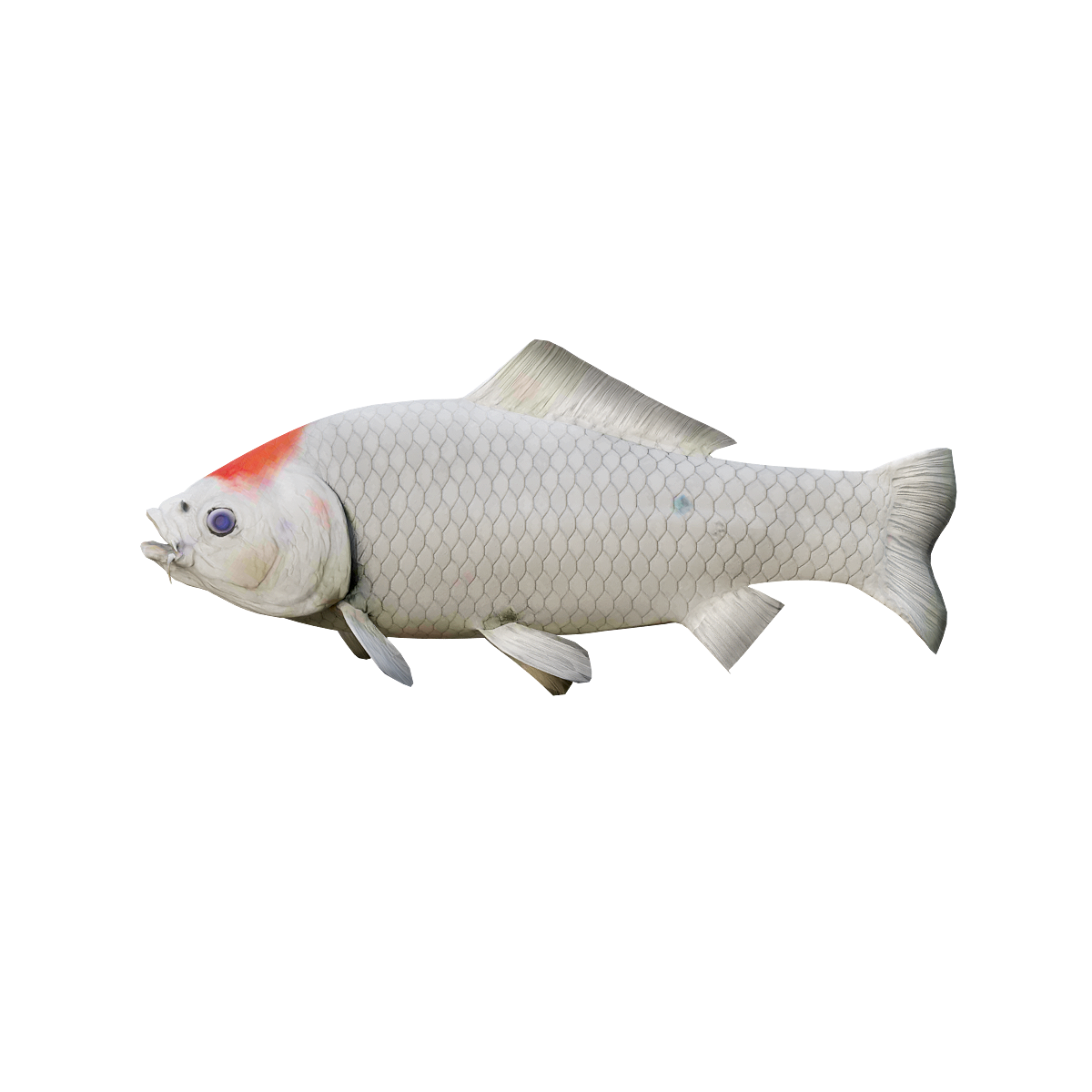 Koi (Red Spot on Forehead) 3D Model Animation