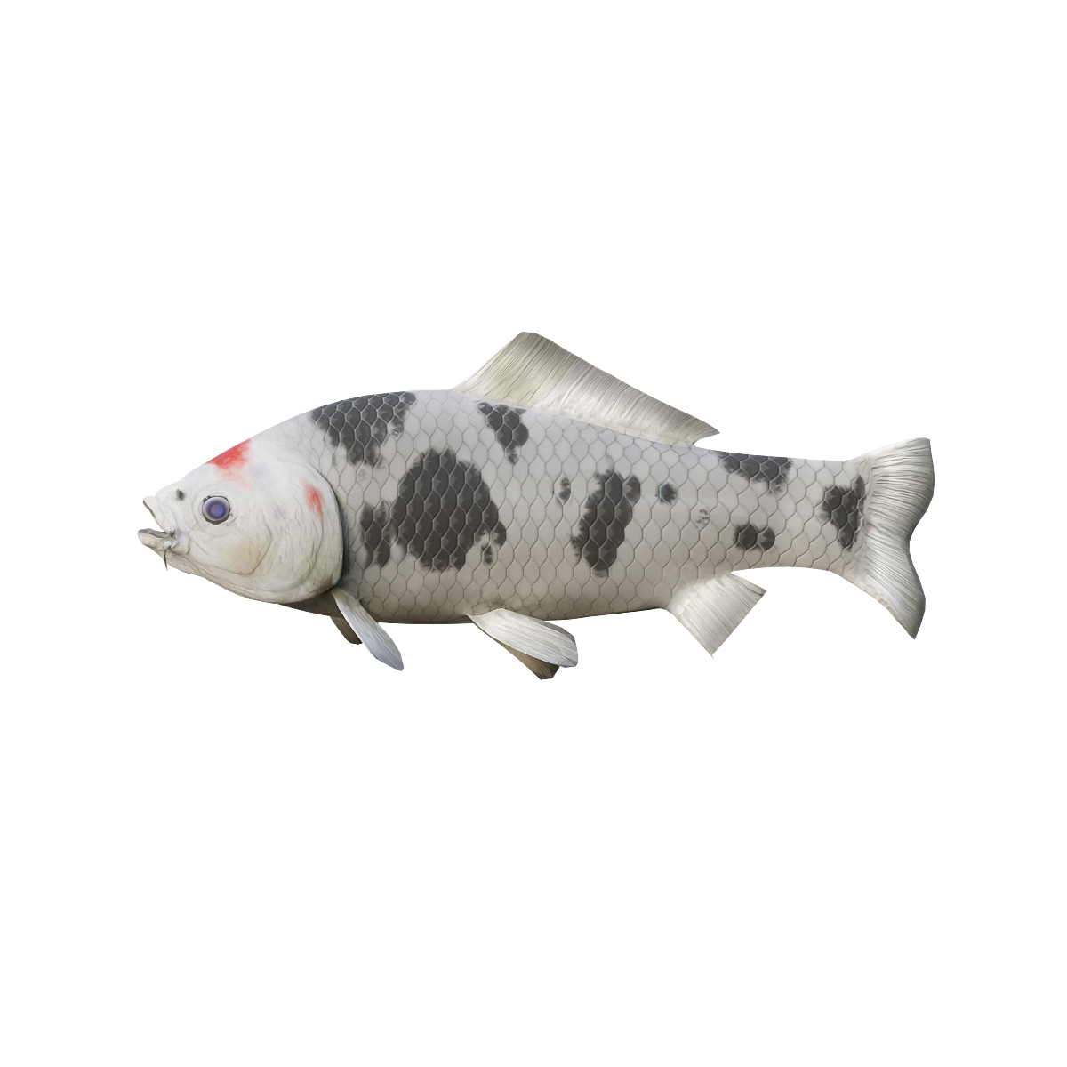 Koi (Black Spot) 3D Model Animation