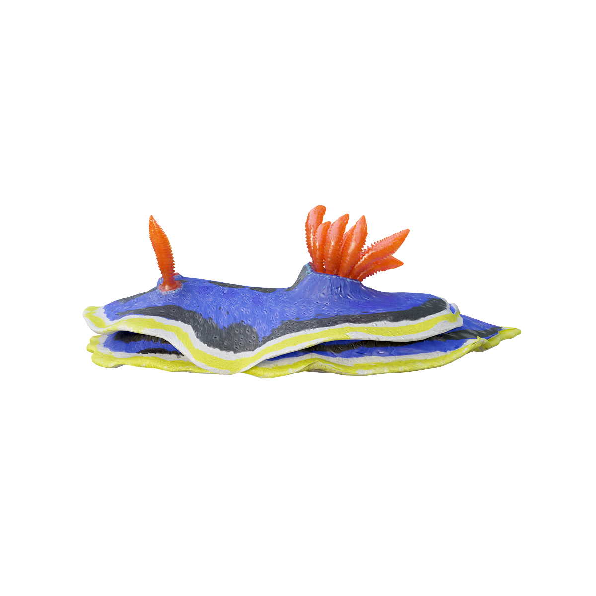 Anna Colorful Sea Slug (with 3D Animation Model)