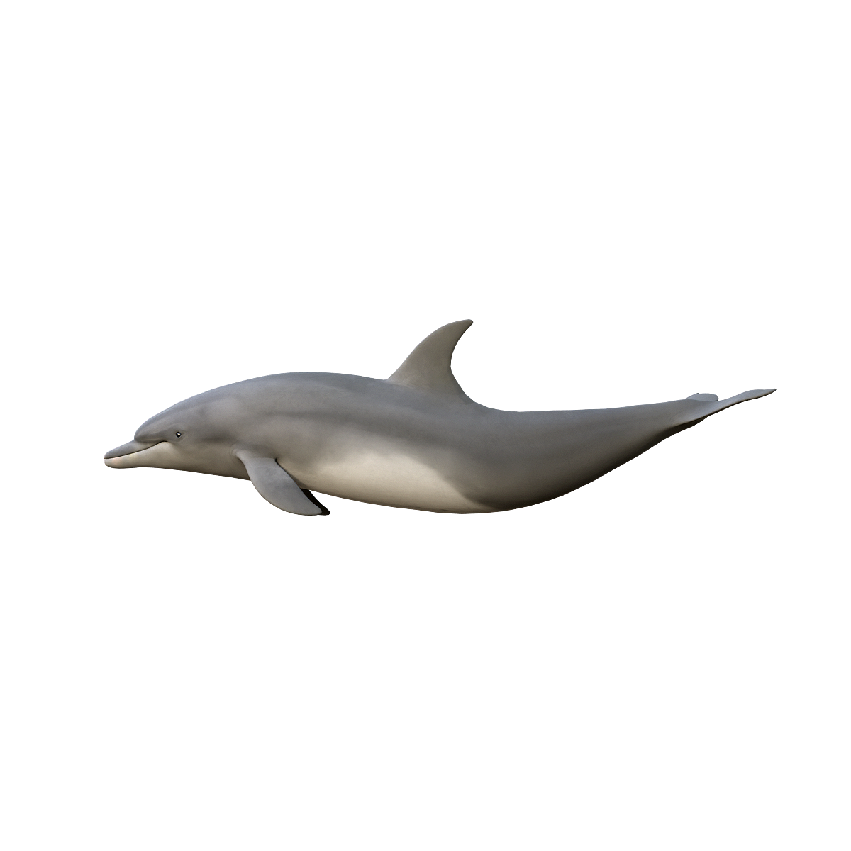 Bottlenose dolphin (with 3D animated model)