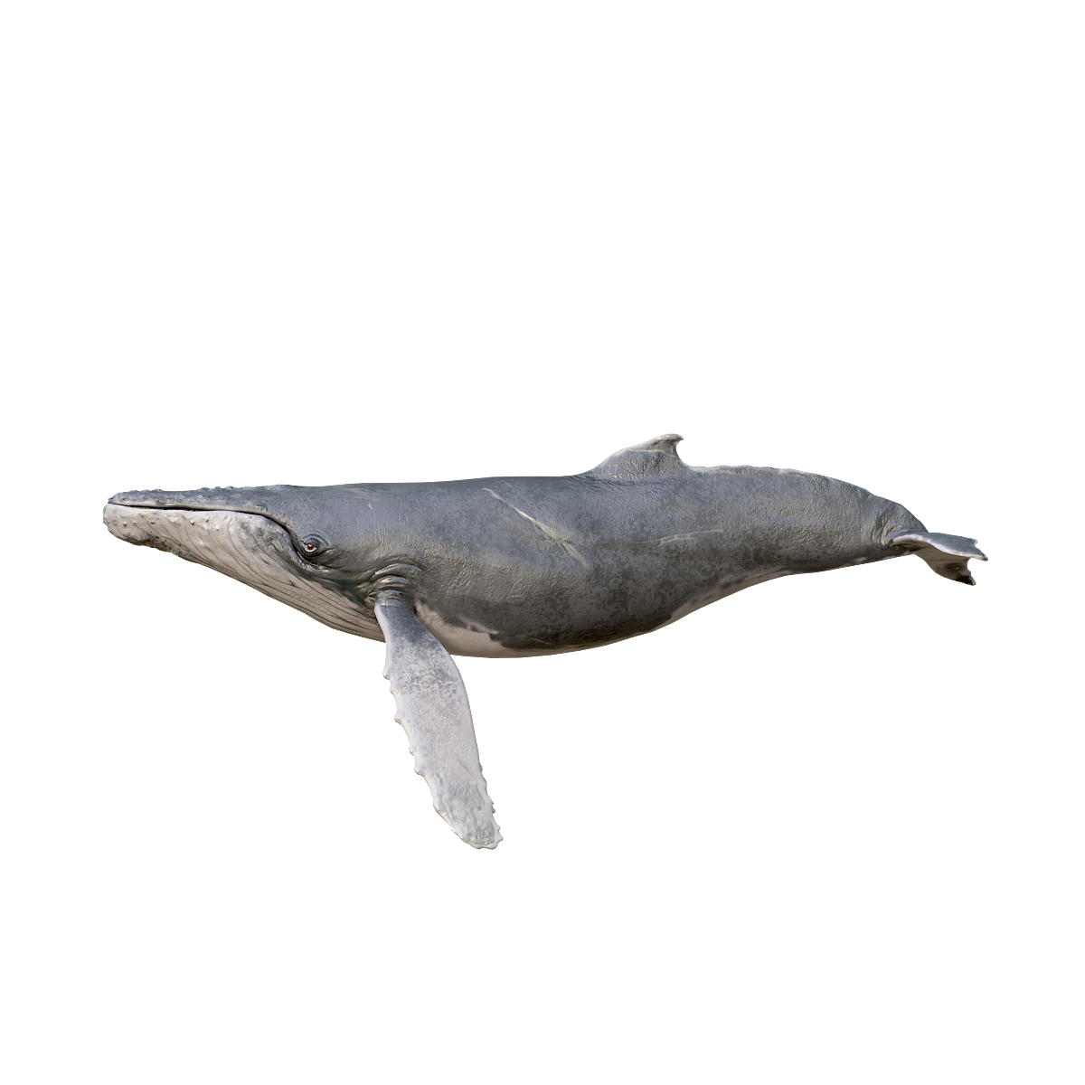 Humpback Whale (with 3D Animation Model)