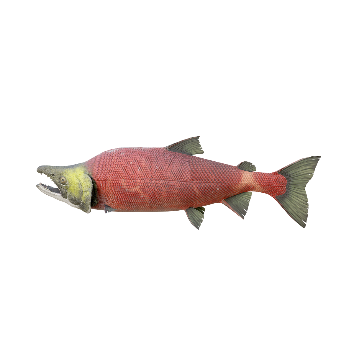 Red hemp fish 3D model animation glb