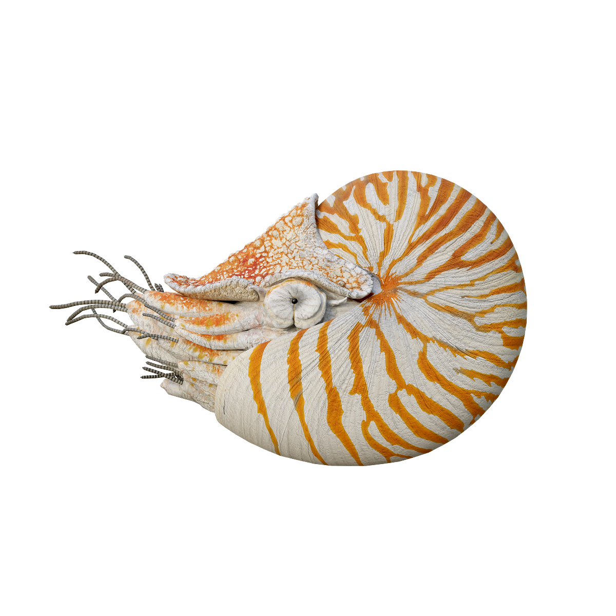 Nautilus (with 3D animated model) glb