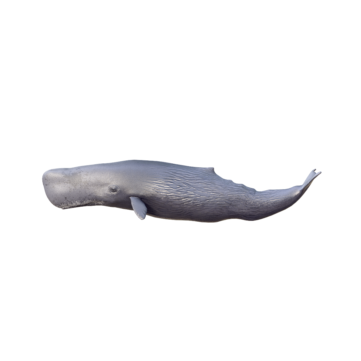 Sperm Whale 3D Model Animation