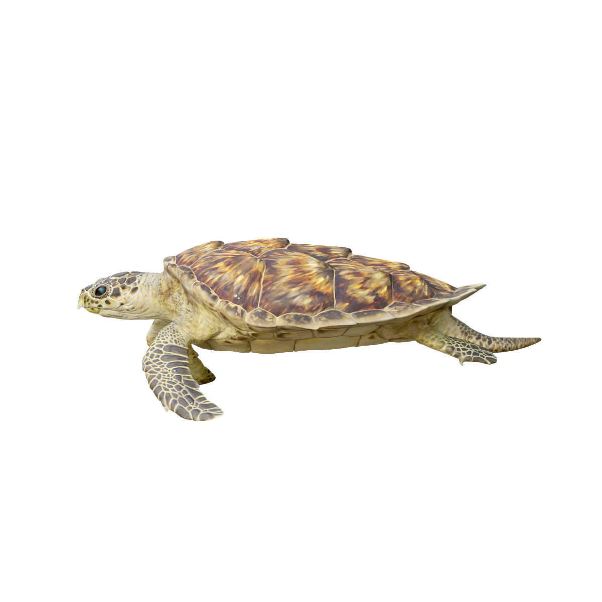 Hawksbill turtle (with 3D animated model)