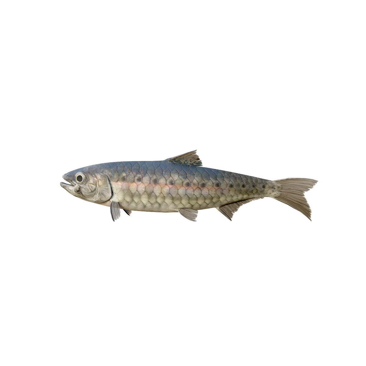 Sardine 3D model animation