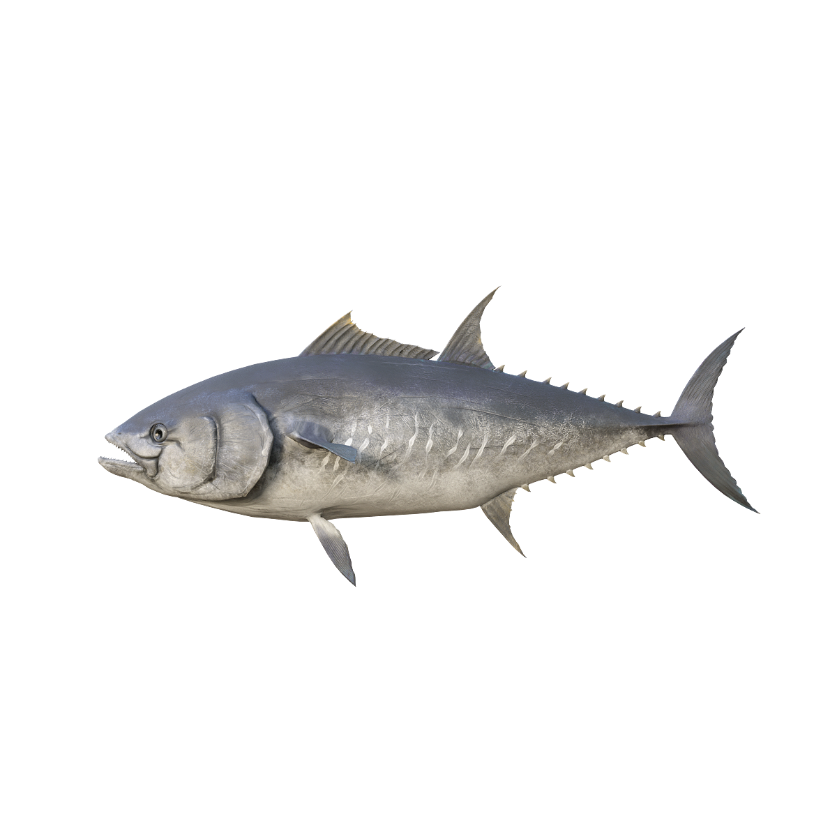 Atlantic bluefin tuna 3D model with animation