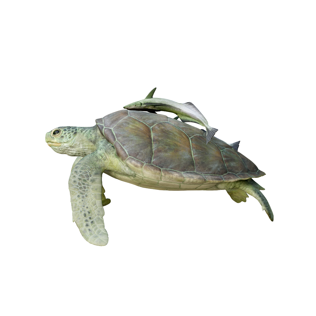 3D model animation of green sea turtle adsorbed by catfish
