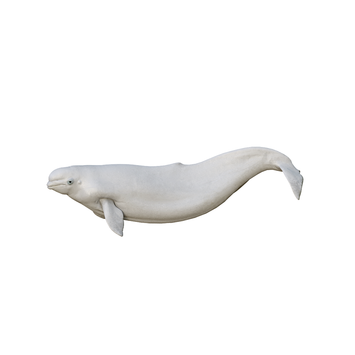 White Whale (with 3D Animation Model)
