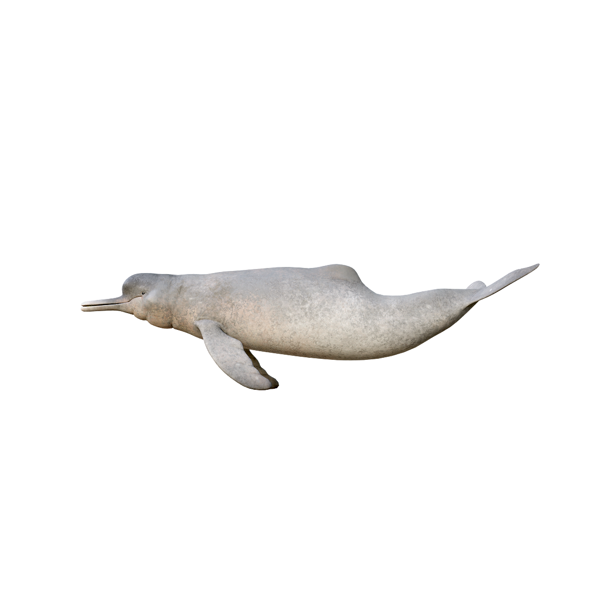 Amazon pufferfish (with 3D animated model) glb