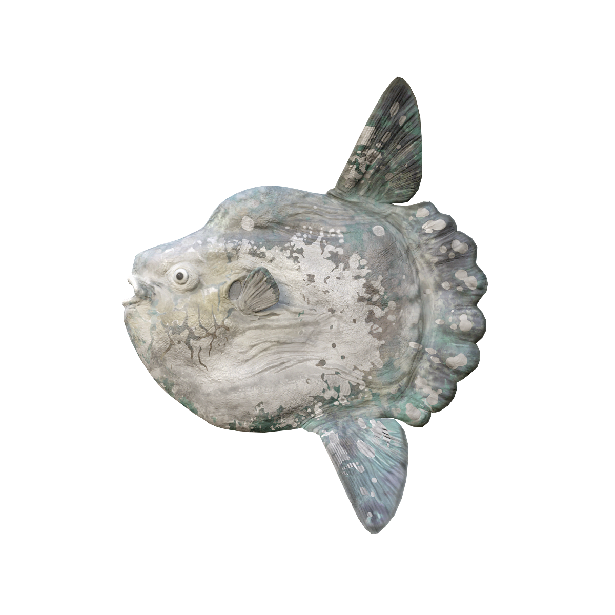 3D model animation of overturned pufferfish